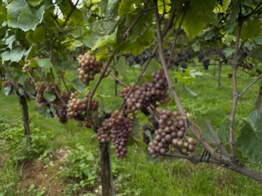 Instagram post from domaine.hugo. This post is in position 2.