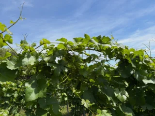 Instagram post from domaine.hugo. This post is in position 1.