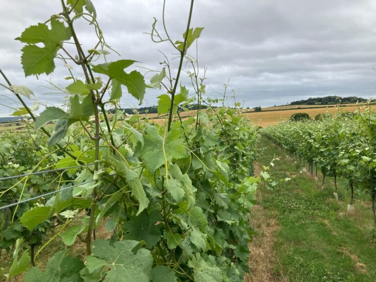 Instagram post from domaine.hugo. This post is in position 4.