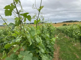 Instagram post from domaine.hugo. This post is in position 13.