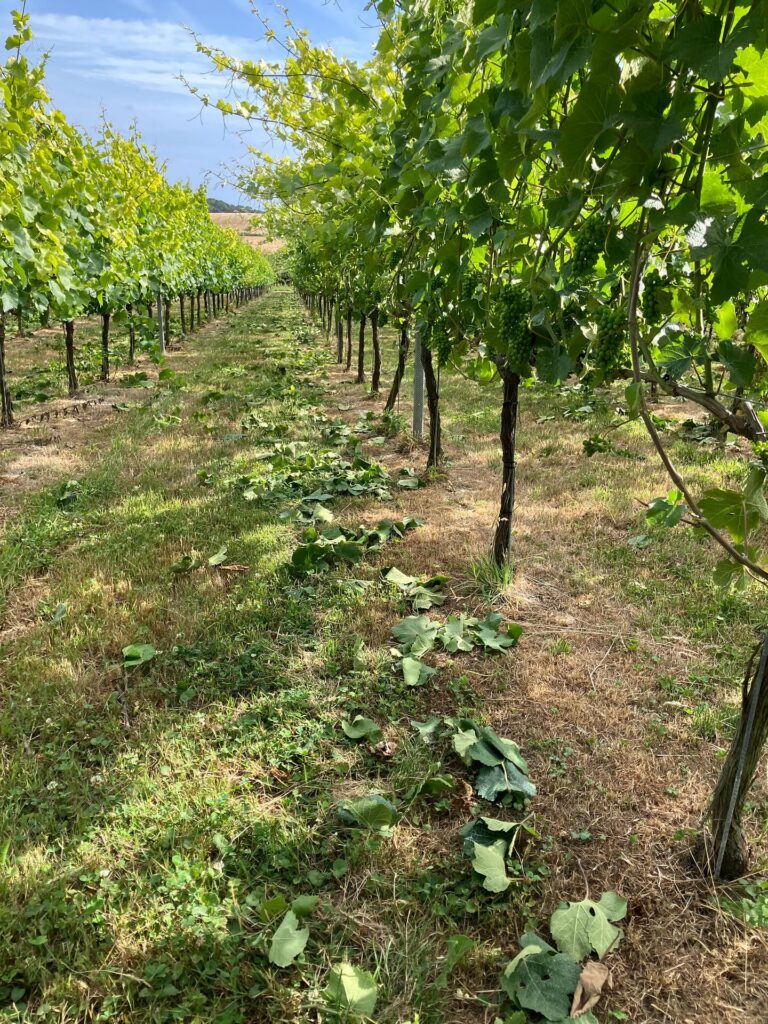 Instagram post from domaine.hugo. This post is in position 7.