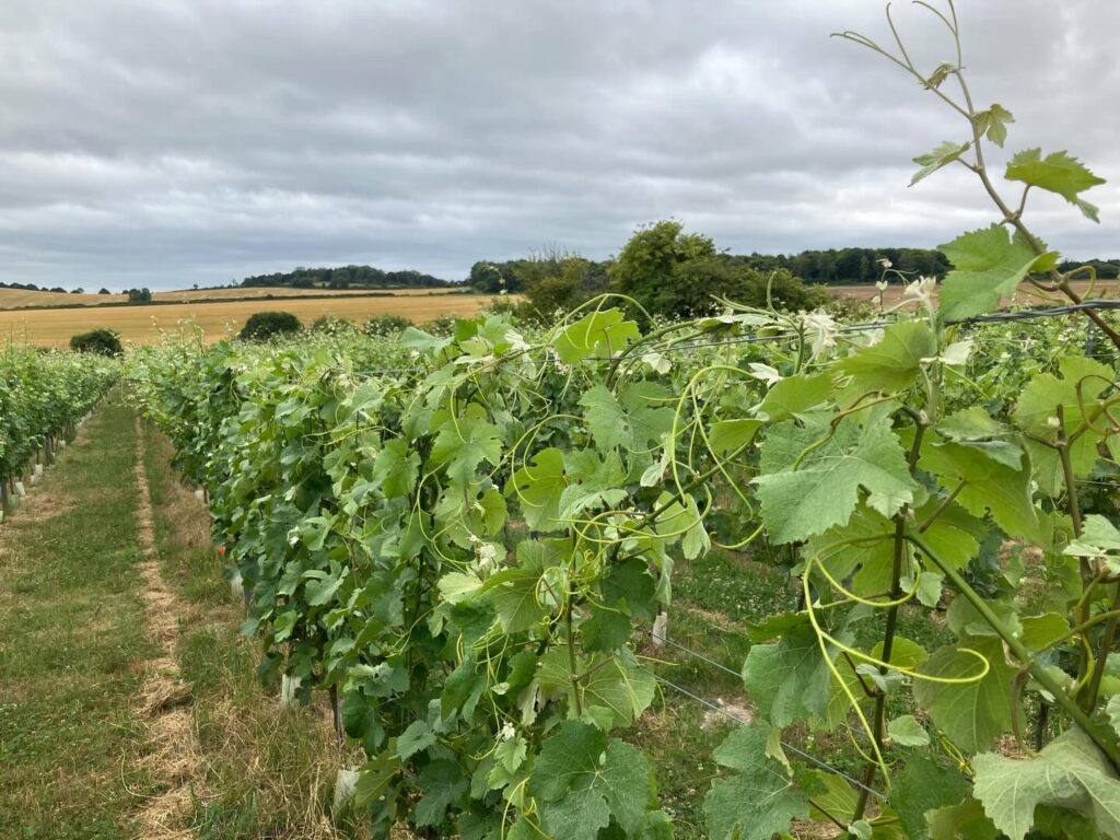 Instagram post from domaine.hugo. This post is in position 1.