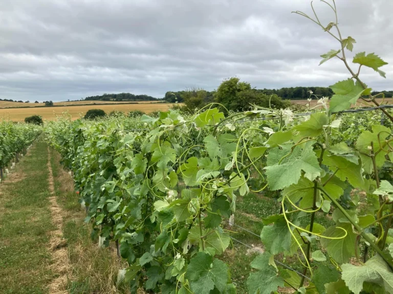 Instagram post from domaine.hugo. This post is in position 1.
