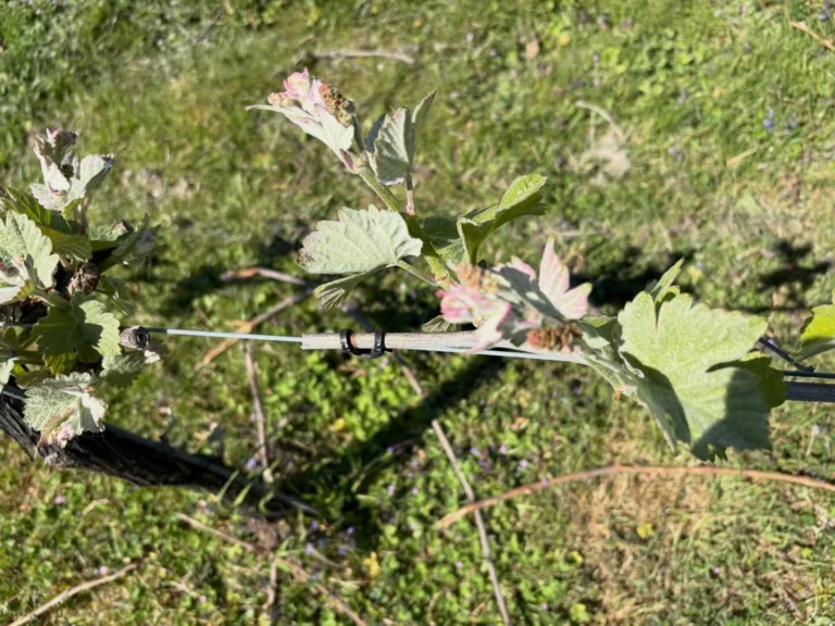Instagram post from domaine.hugo. This post is in position 1.