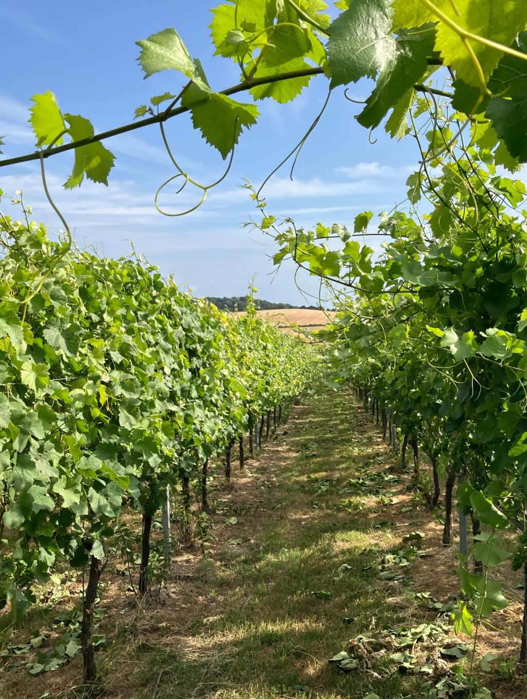 Instagram post from domaine.hugo. This post is in position 2.