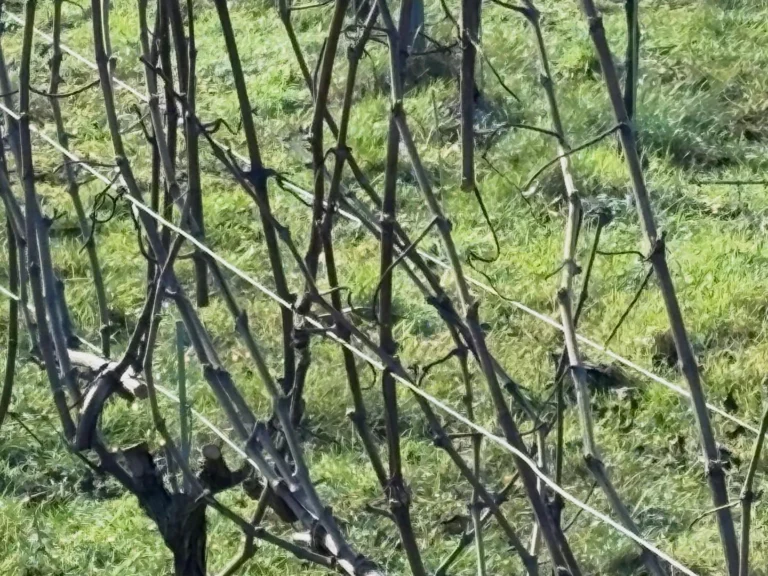 Instagram post from domaine.hugo. This post is in position 2.