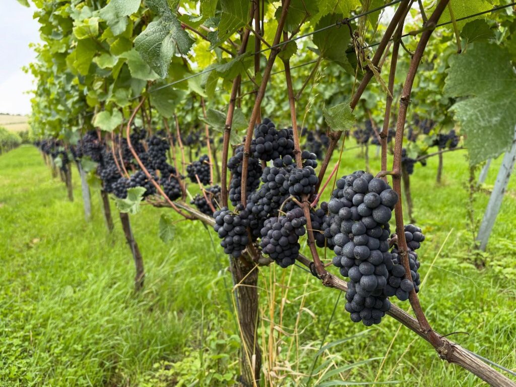 Instagram post from domaine.hugo. This post is in position 1.