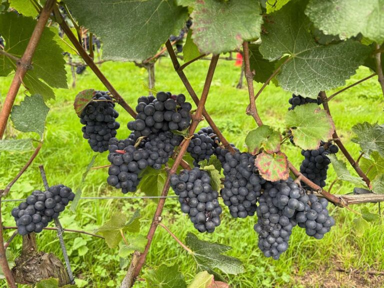 Instagram post from domaine.hugo. This post is in position 3.