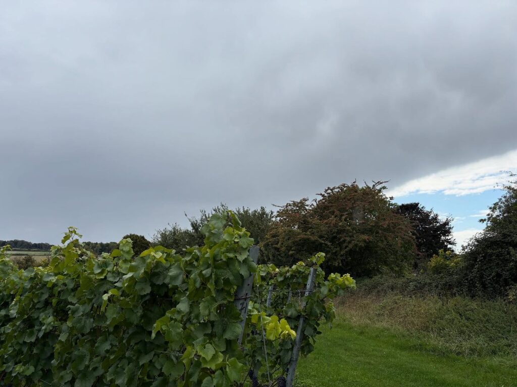 Instagram post from domaine.hugo. This post is in position 0.