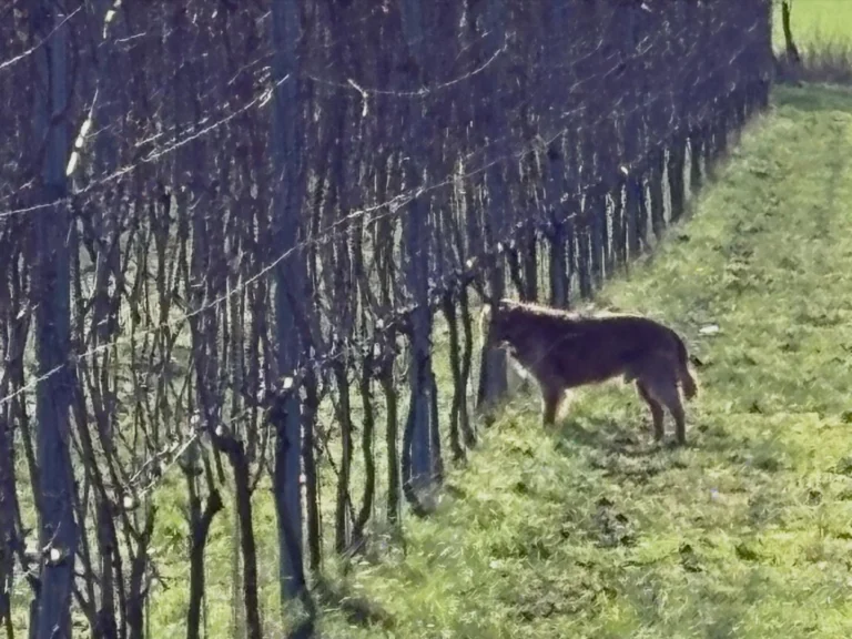 Instagram post from domaine.hugo. This post is in position 1.