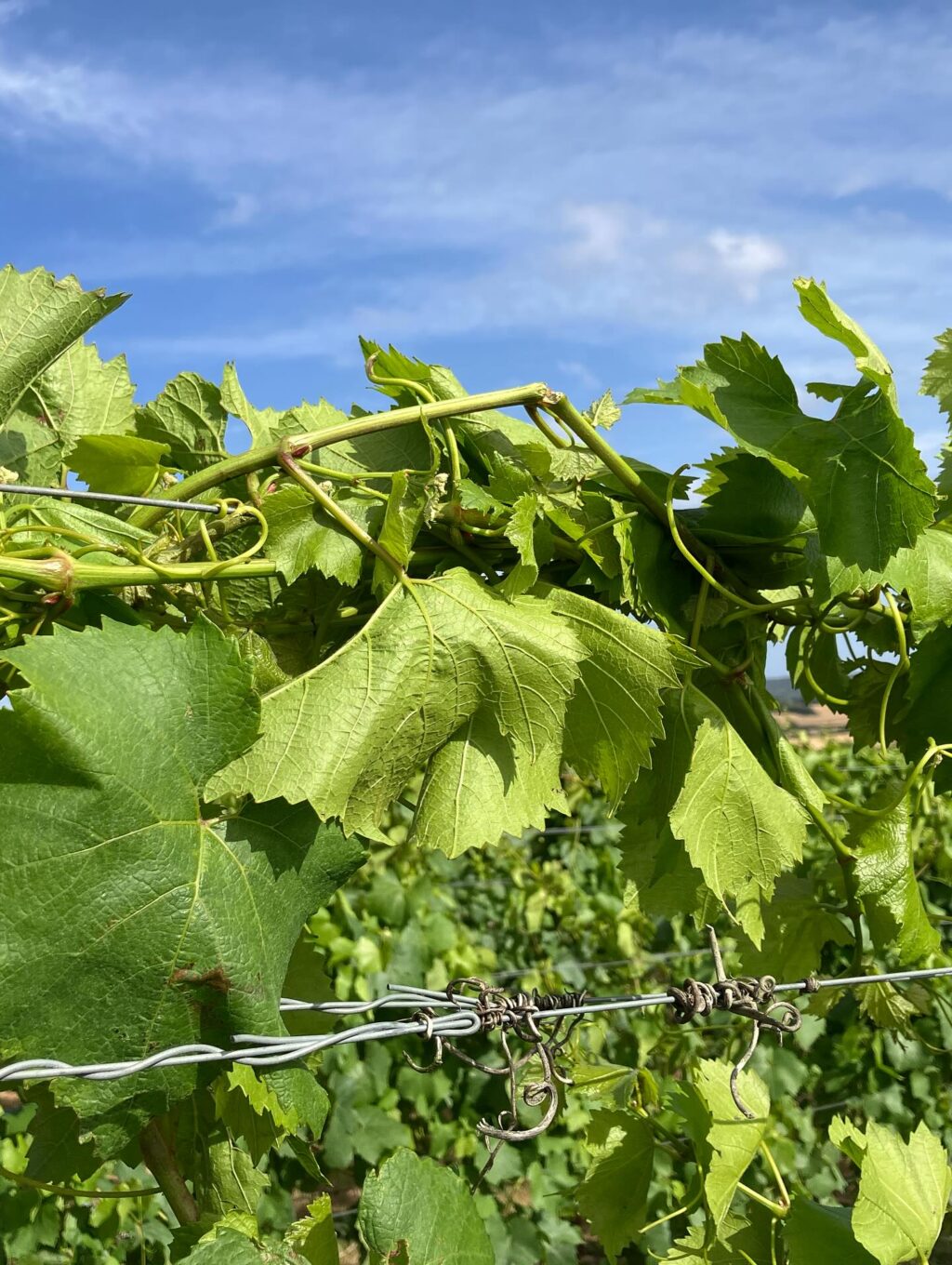 Instagram post from domaine.hugo. This post is in position 4.