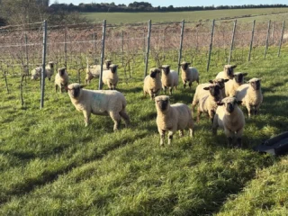 Instagram post from domaine.hugo. This post is in position 11.