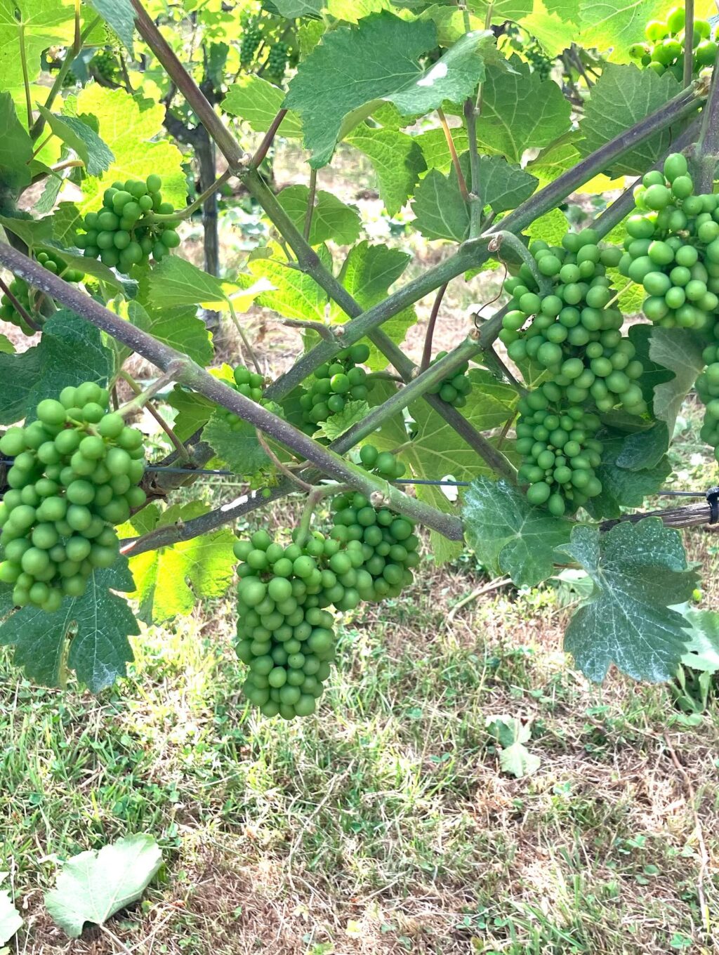 Instagram post from domaine.hugo. This post is in position 1.