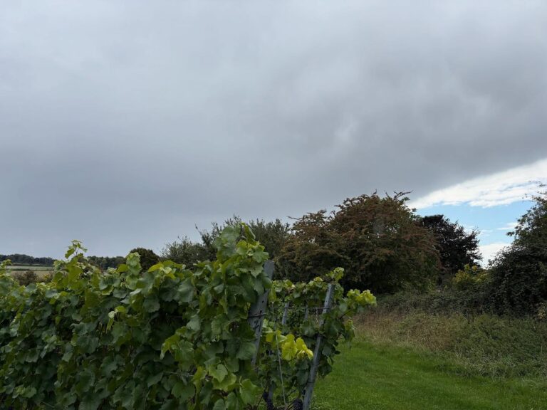 Instagram post from domaine.hugo. This post is in position 4.