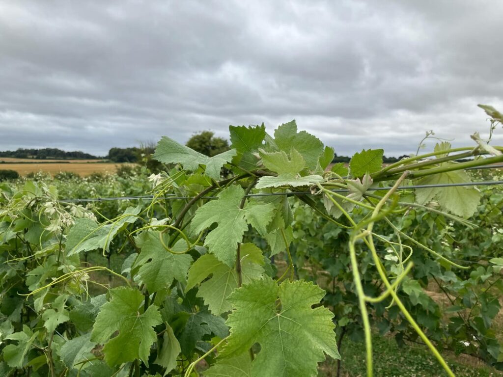 Instagram post from domaine.hugo. This post is in position 2.