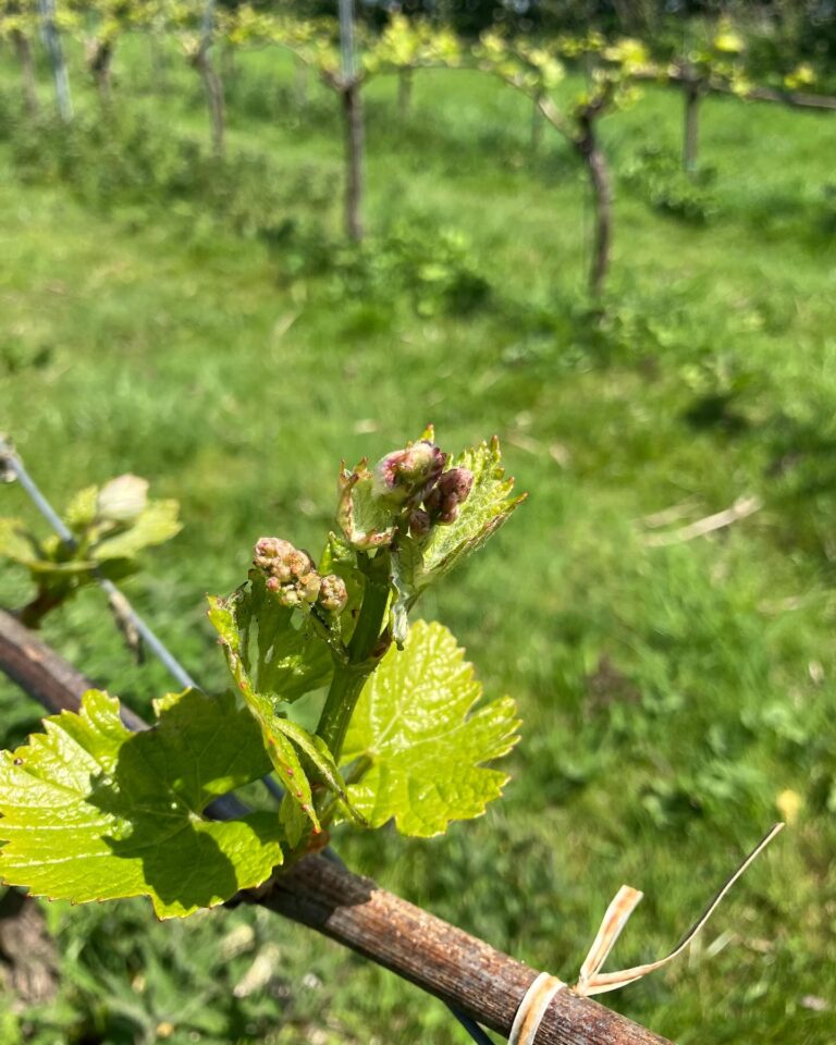 Instagram post from domaine.hugo. This post is in position 2.