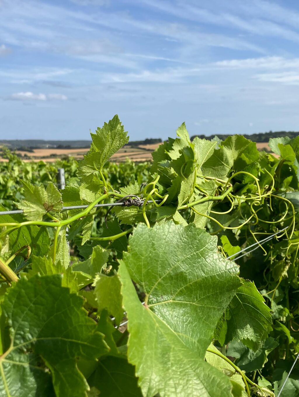 Instagram post from domaine.hugo. This post is in position 3.