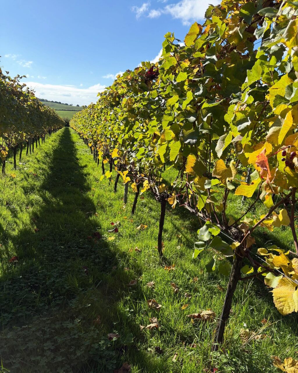 Instagram post from domaine.hugo. This post is in position 2.