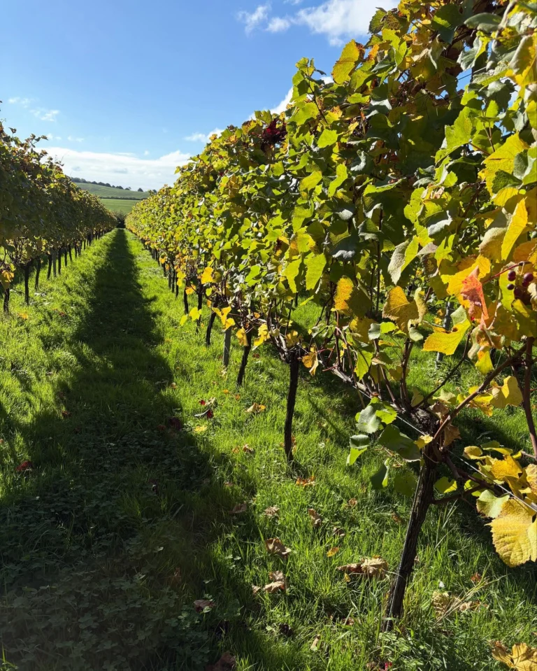 Instagram post from domaine.hugo. This post is in position 2.