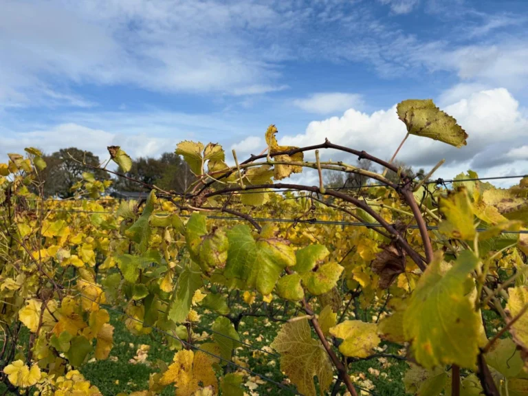 Instagram post from domaine.hugo. This post is in position 3.